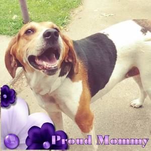 Meet your Posher, Franklin